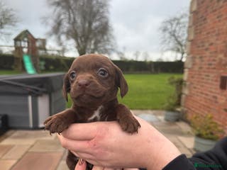 Mixed Breed dogs COCKER SPANIEL X PATERDALE TERRIER - Advert 12