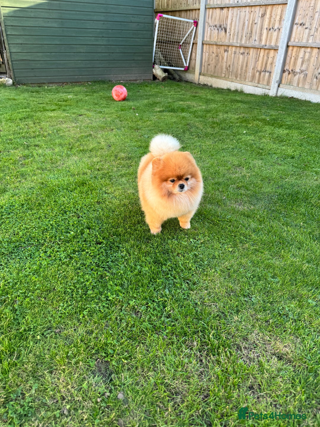 Pomeranian dogs for stud: Pomeranian stud in Stansted - Image 5