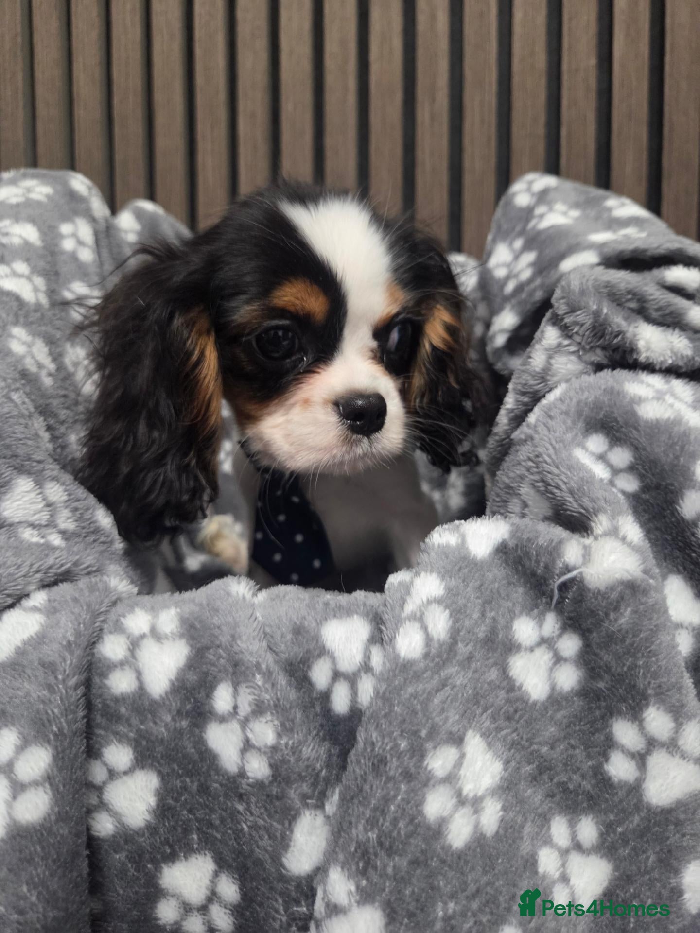 Cavalier King Charles Spaniel dogs Stunning Cavaliers Puppies - Advert 10