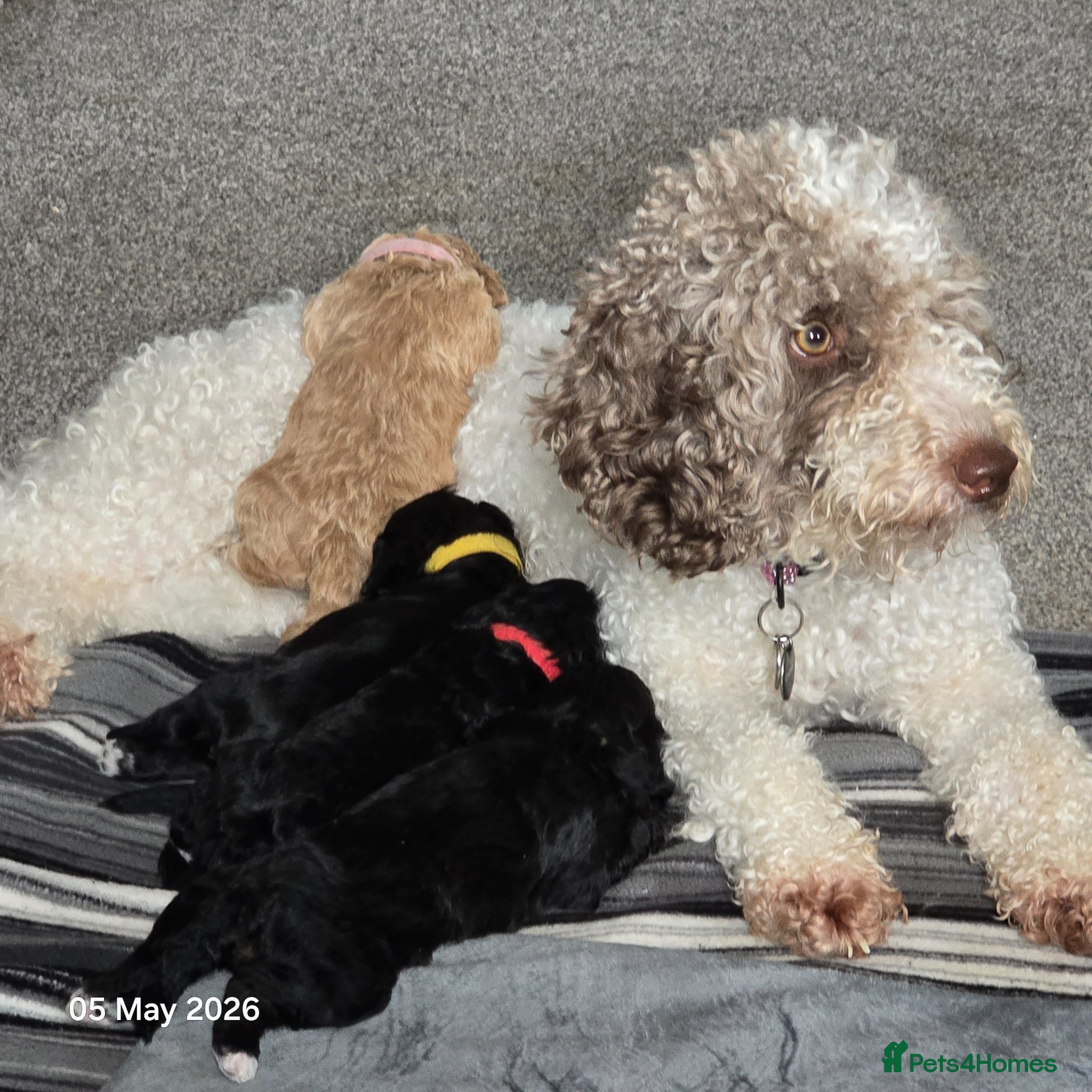 Mixed Breed dogs for sale: Cockapoo/ yorkiepoo mix in Saint Leonards-on-sea - Advert 11