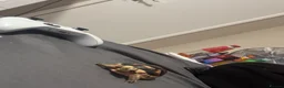 Tortoise reptiles for sale: Baby marginated tortoise for sale in Telford - Advert 6