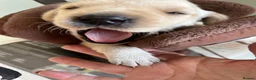 Labrador Retriever dogs for sale: Fantastic Labrador puppies - Advert 6