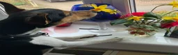 Jack Russell dogs for sale: Adorable Miniature Jack Russell puppies for sale - Advert 28