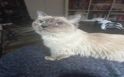 Ragdoll cats for sale:  FIFe Registered Ragdoll Kittens Champion Line - Image 35