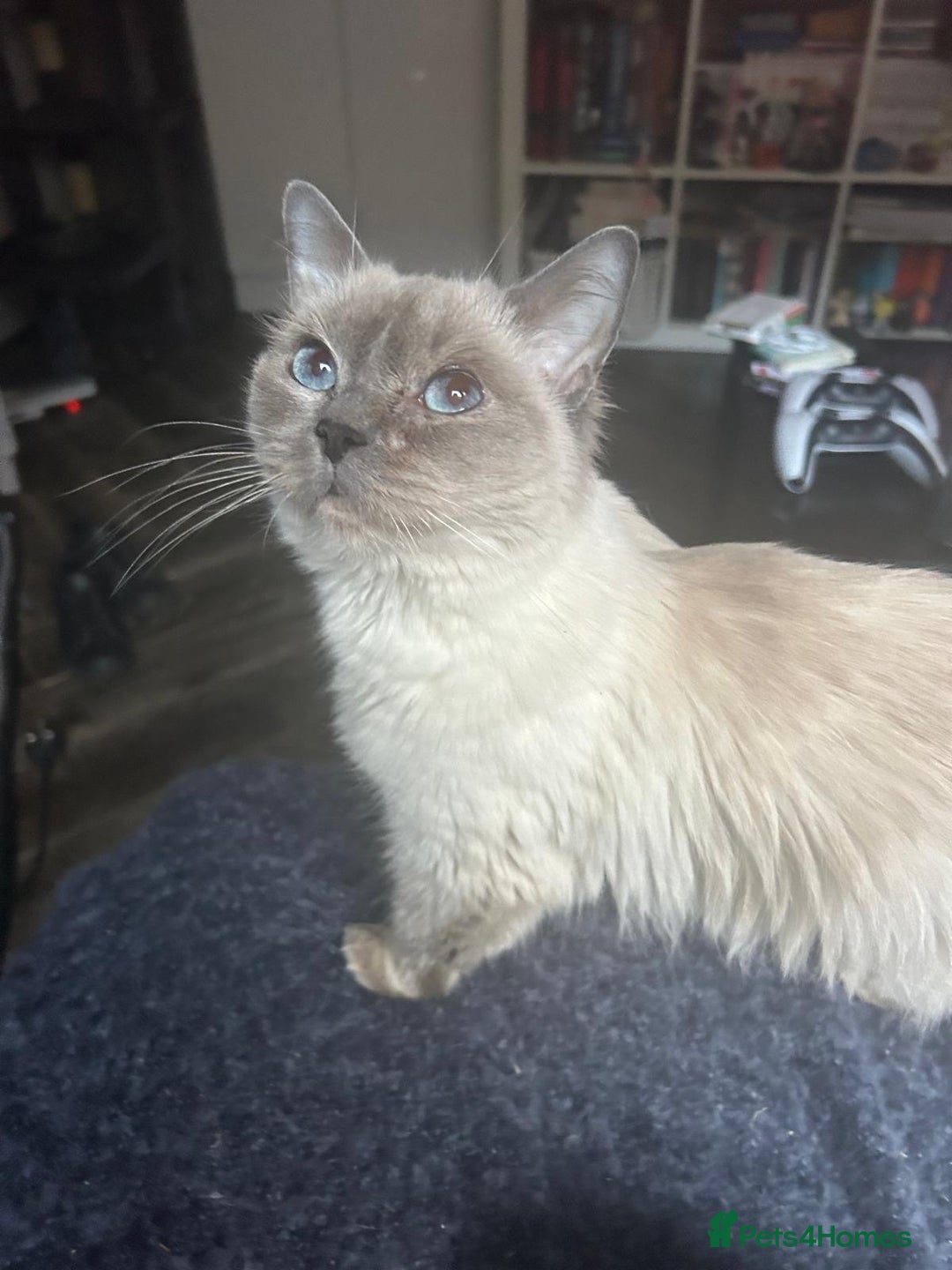 Ragdoll cats for sale:  FIFe Registered Ragdoll Kittens Champion Line - Image 35
