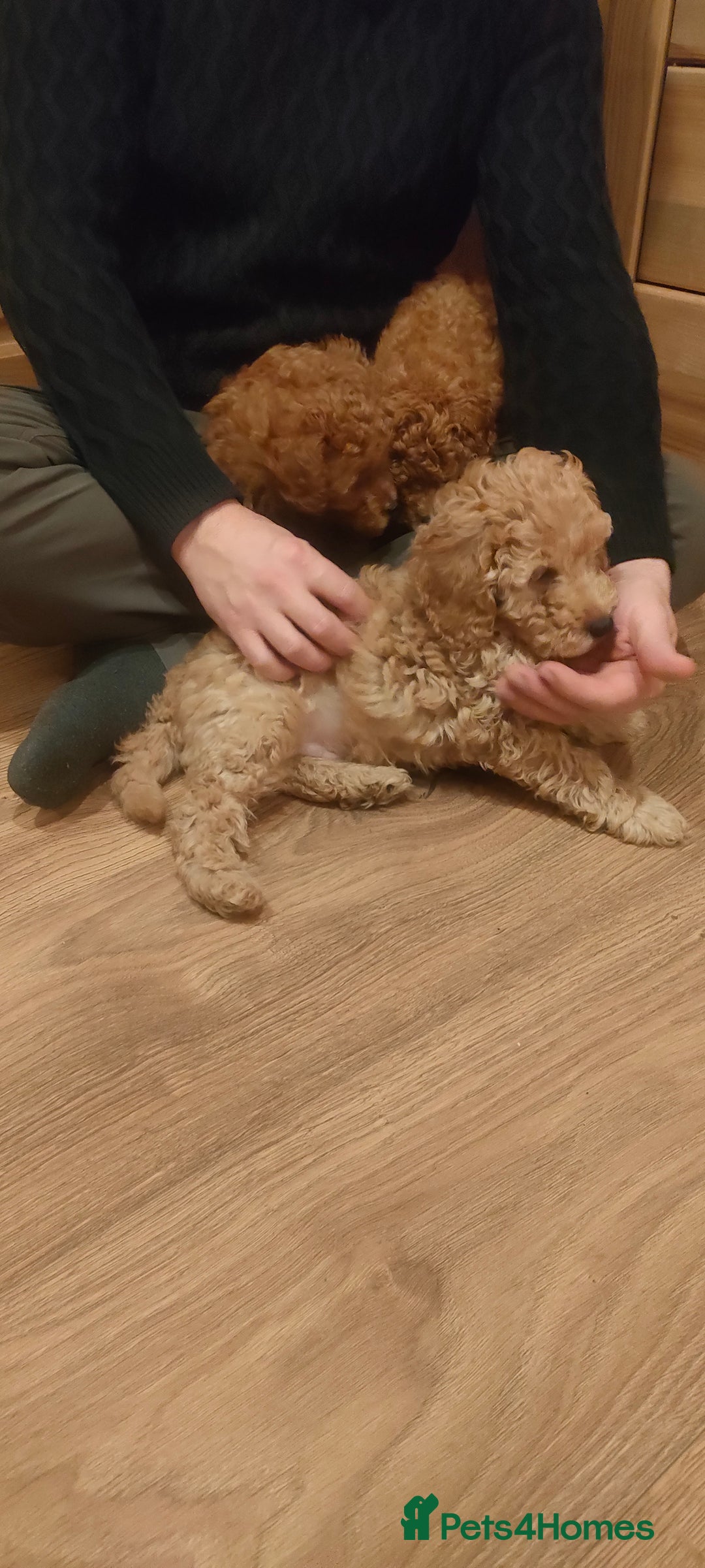 Miniature Poodle dogs for sale: Miniature poodle for sale - Advert 7