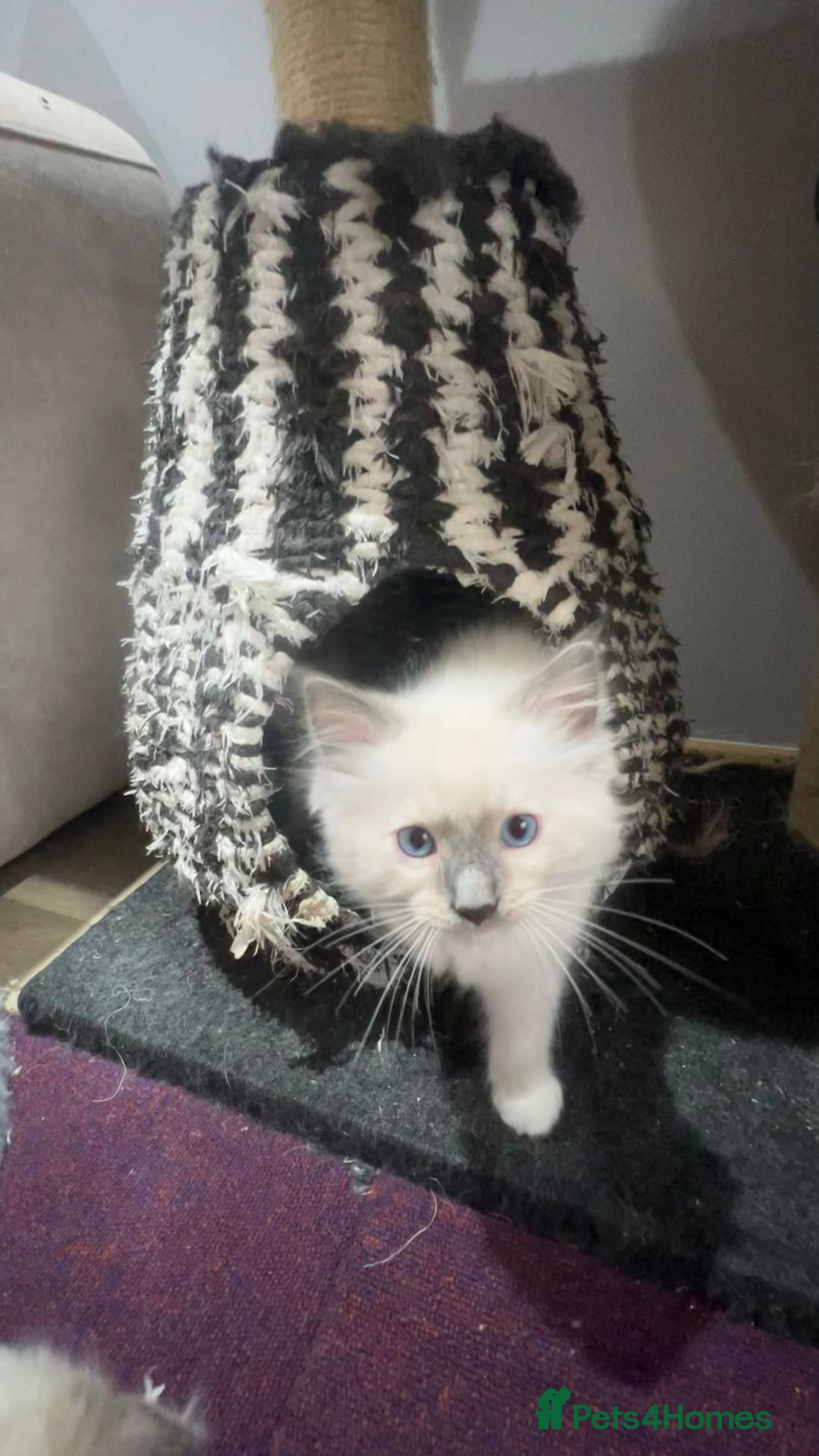 Ragdoll cats for sale: 3 Ragdoll kittens  - Advert 27