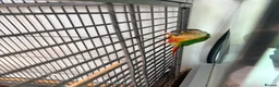 Conures birds for sale: Green Cheek Conure in Manchester - Advert 6
