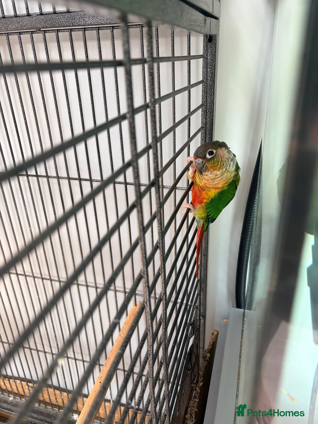 Conures birds for sale: Green Cheek Conure in Manchester - Advert 6