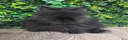 Lionhead rabbits for sale: BEAUTIFUL BABY LIONHEAD BUNNIES  - Advert 5