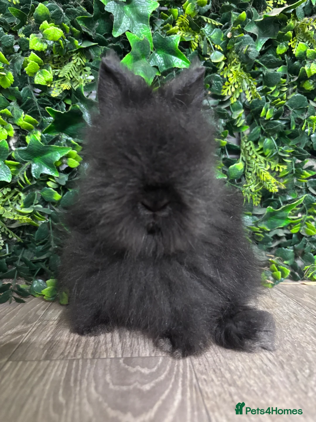 Lionhead rabbits for sale: BEAUTIFUL BABY LIONHEAD BUNNIES  - Advert 5