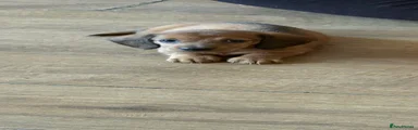 Miniature Dachshund 5