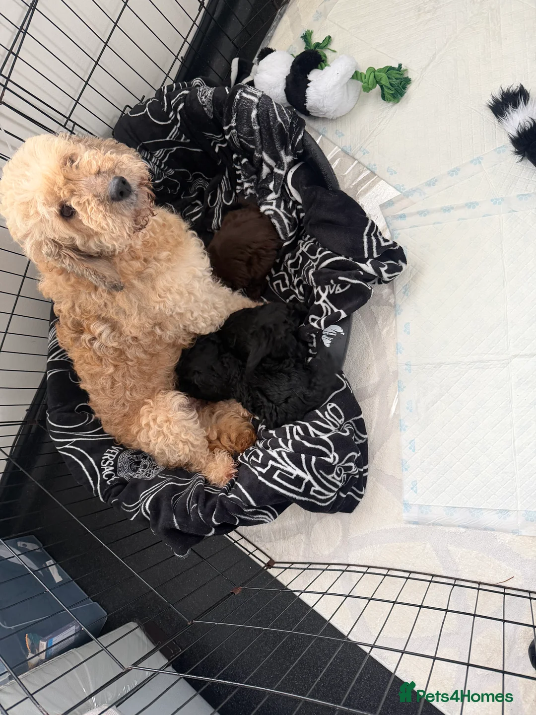 Cockapoo dogs for sale: CockerPoo  - Advert 1