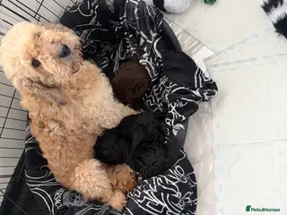 Cockapoo dogs CockerPoo - Advert 2