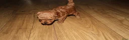 Maltipoo dogs for sale: 🐶 Stunning Brown/Red F1B Maltipoo Puppies ❤️ in Luton - Advert 9