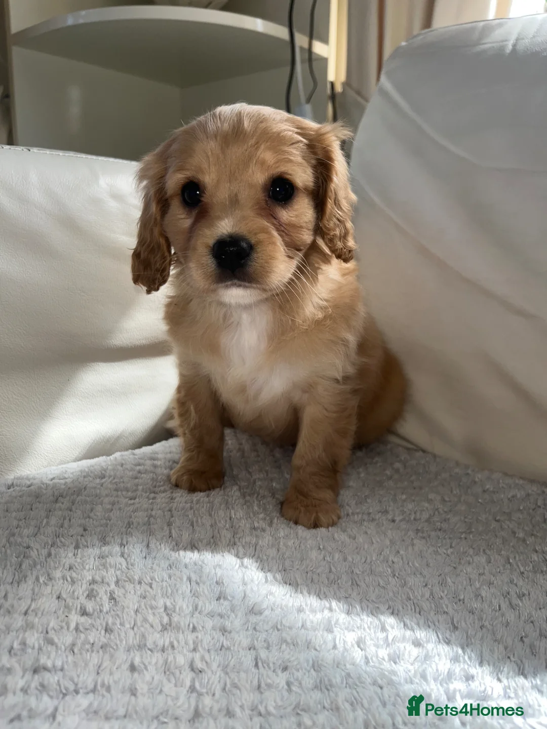 Cavapoo dogs for sale: Adorable cavapoo puppies for sale  - Advert 2