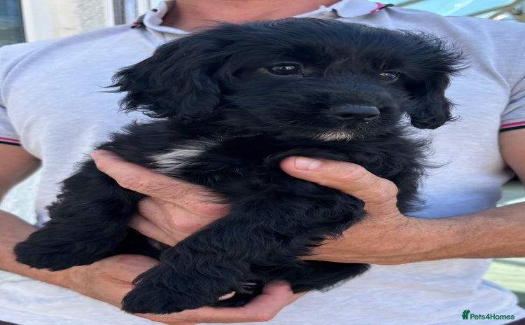 Mixed Breed dogs - Advert 10
