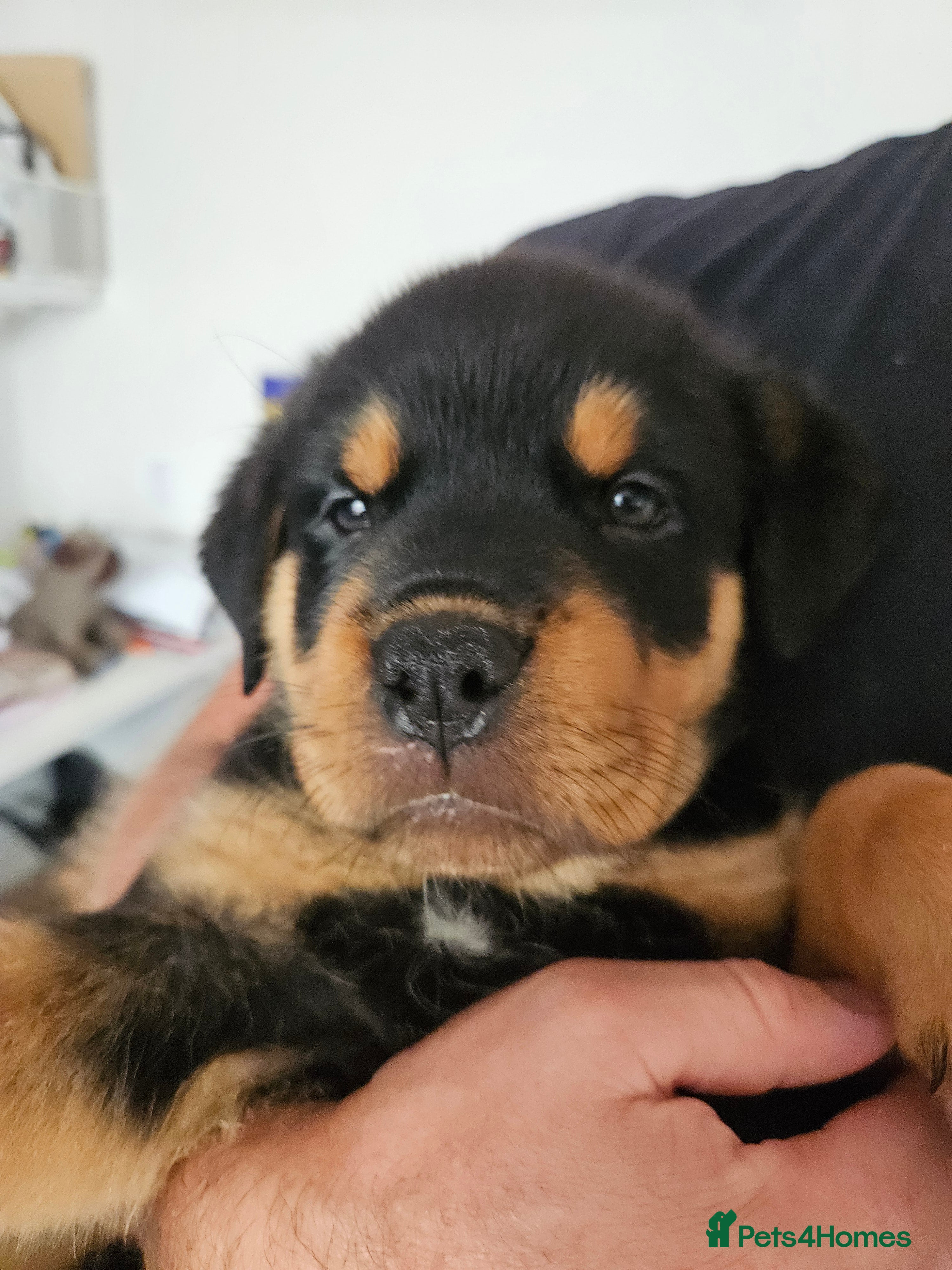 Rottweiler dogs Rottweiler puppies - Advert 16