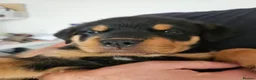 Rottweiler dogs for sale: Rottweiler puppies - Advert 1