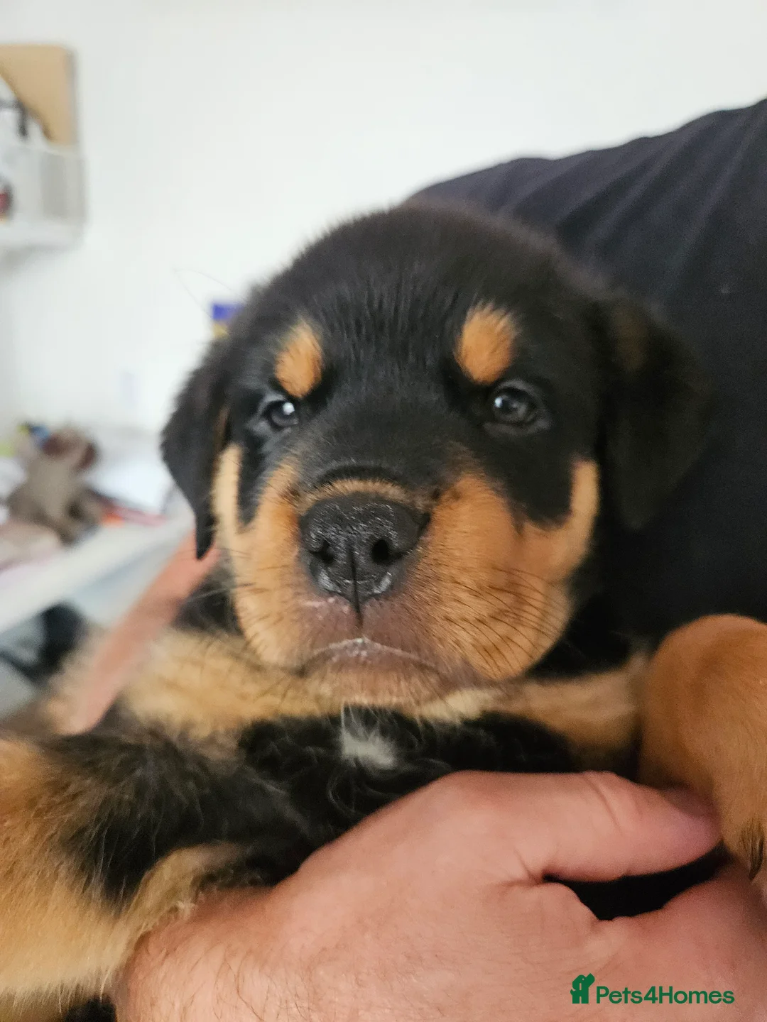 Rottweiler dogs for sale: Rottweiler puppies - Advert 1