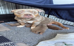 American Bully dogs for sale: American bully pups for sale  in Hemel Hempstead - Image 12