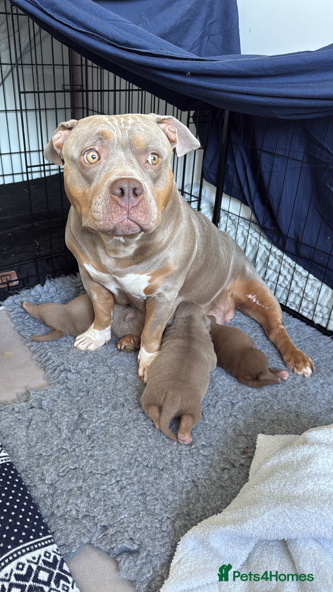 American Bully dogs for sale: American bully pups for sale  in Hemel Hempstead - Image 12
