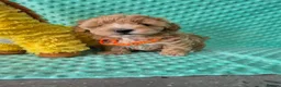 Maltipoo dogs for sale: Maltipoo  - Advert 3