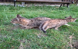 Siberian cats for sale: Siberian mix - Image 10