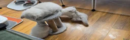 Siberian cats for sale: 4 Siberian Neva Masquerade kittens for seal - Advert 16