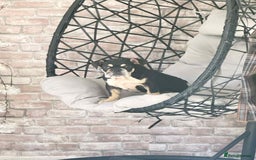 English Bulldog dogs for sale: English Bulldog  - Image 2