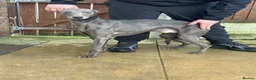 Whippet dogs for sale: Whippet female& laguna whippet male adults  - Advert 2