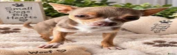 Chihuahua dogs for stud: Lilac & Tan Chihuahua Stud - Advert 2