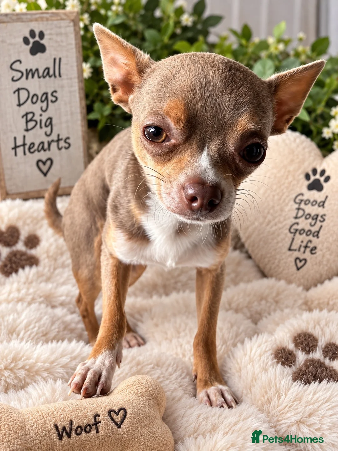 Chihuahua dogs for stud: Lilac & Tan Chihuahua Stud - Advert 2