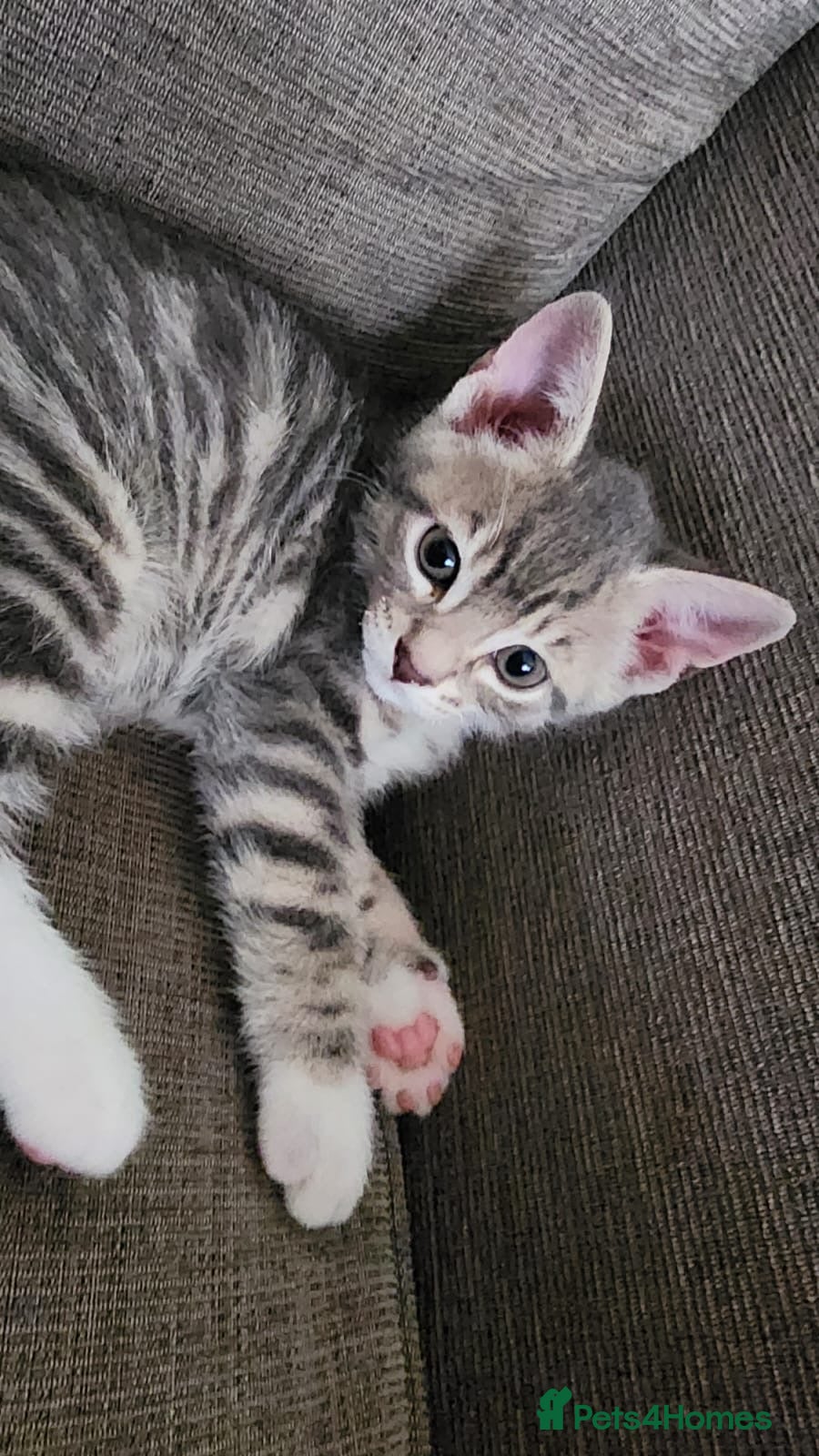 Mixed Breed Kitten 1