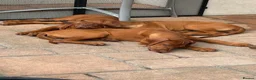Rhodesian Ridgeback dogs for sale: KC Registered RR Ready for forever Homes 1st July - Advert 6