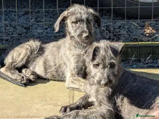 Irish Wolfhound dogs Wolfhound/Deerhound pups - Advert 2