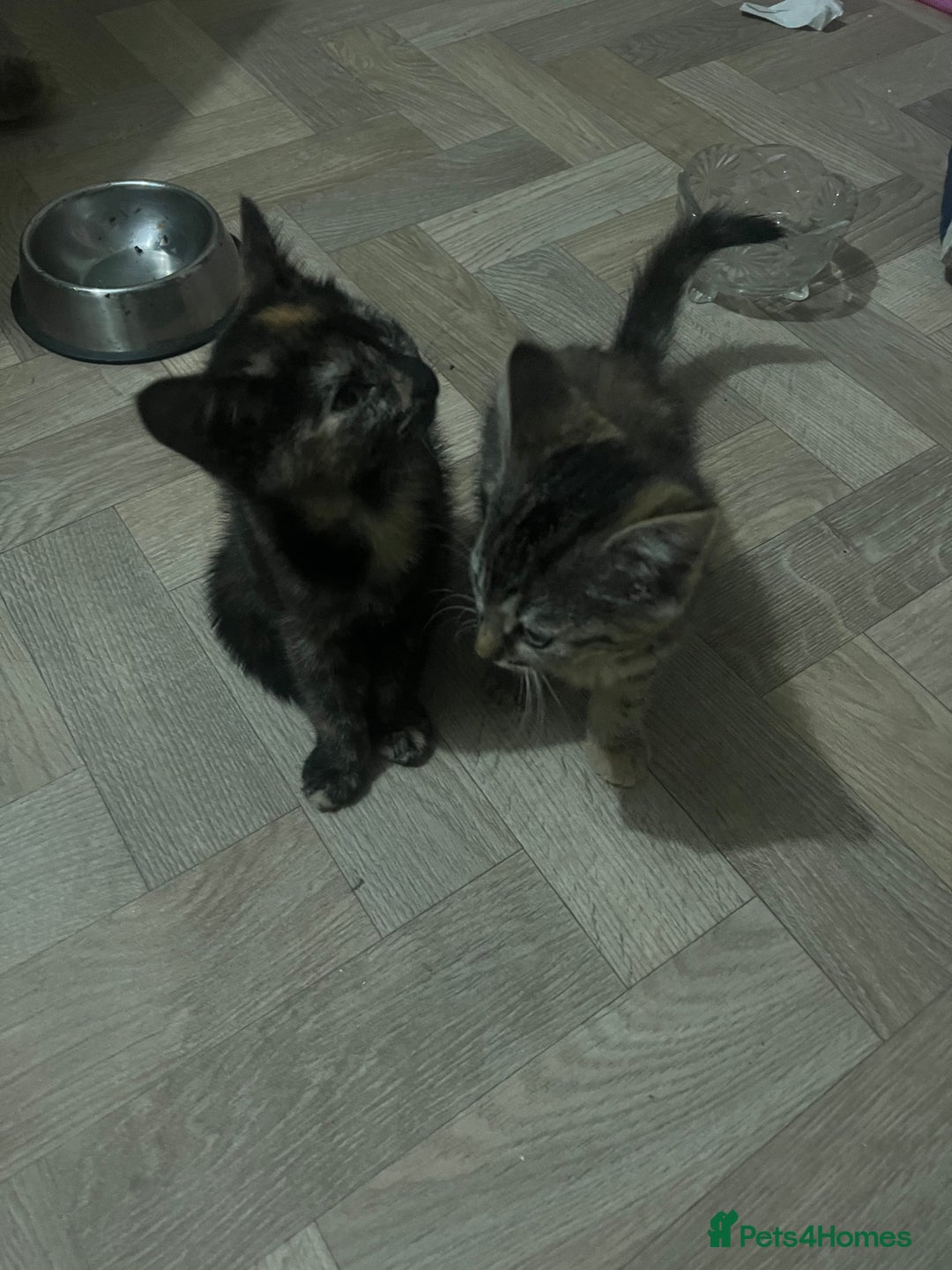 Mixed Breed cats for sale: Two sisters  - Image 2
