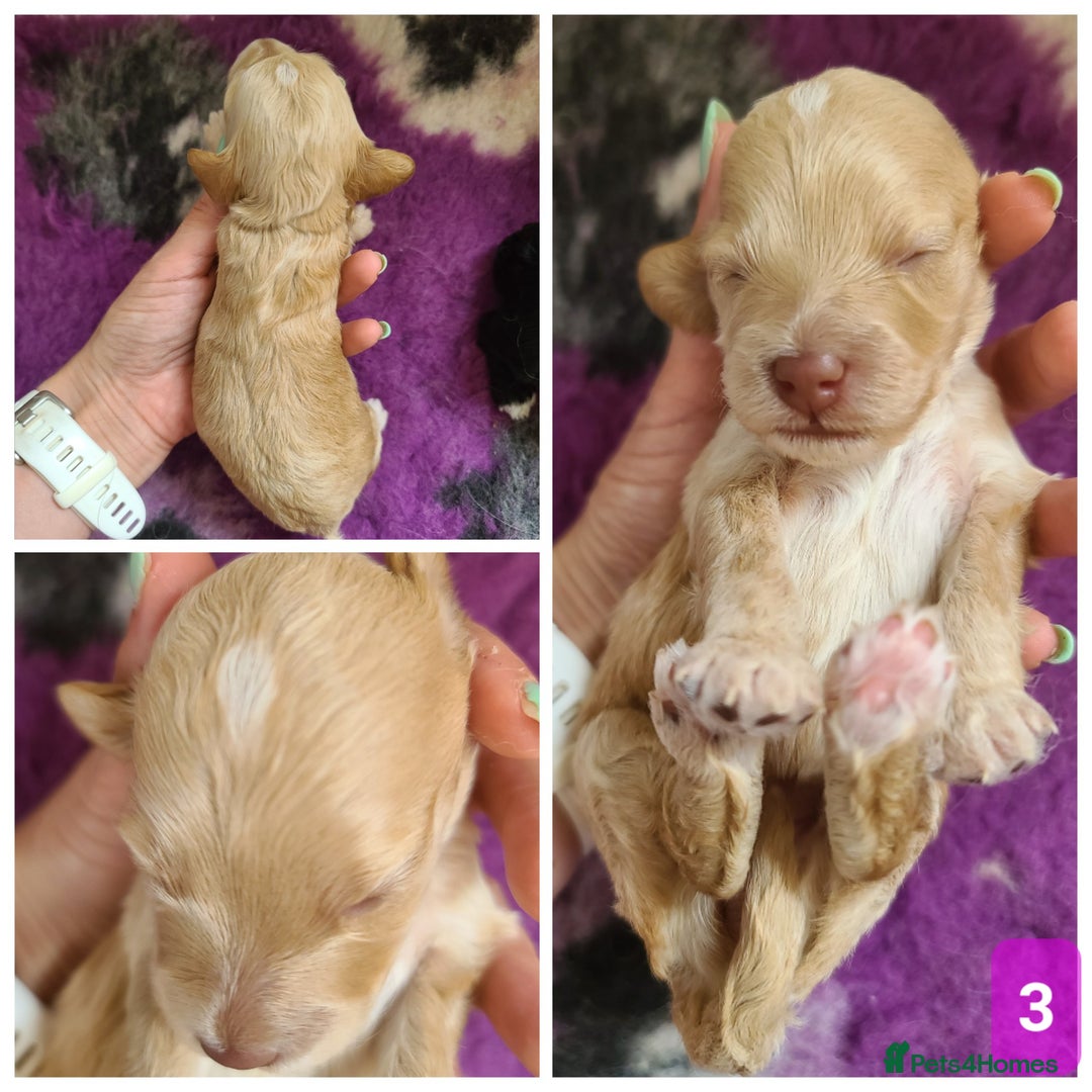 Cockapoo dogs for sale: F1b Cockapoos. Boys & Girls. DNA HEALTH TESTED - Image 10