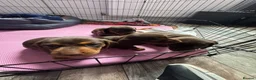 Miniature Dachshund dogs for sale: Stunning Mini Dachshund puppies for sale - Advert 5
