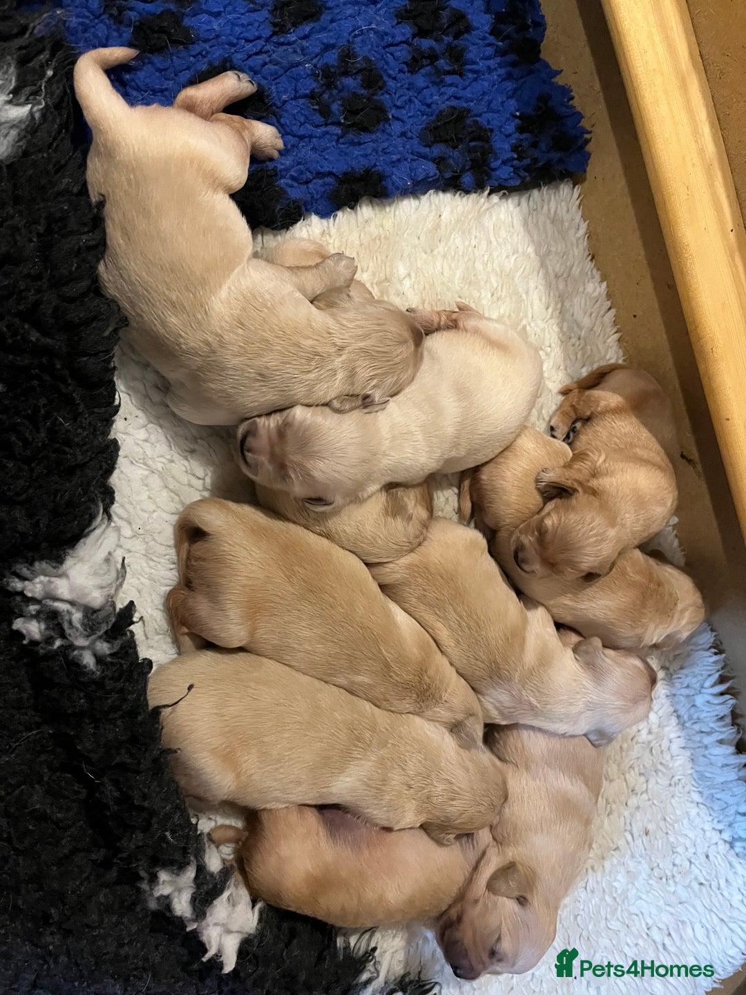 Golden Retriever dogs for sale: Golden Retriever puppies for sale- KC Devontriever - Advert 3