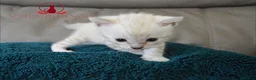 Bengal cats for sale: ✨️ glitter snow champion bengal kittens ✨️ - Advert 9