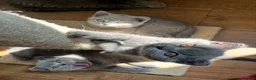 British Shorthair cats for sale: Beautiful British Shorthair Kittens  in London - Advert 6
