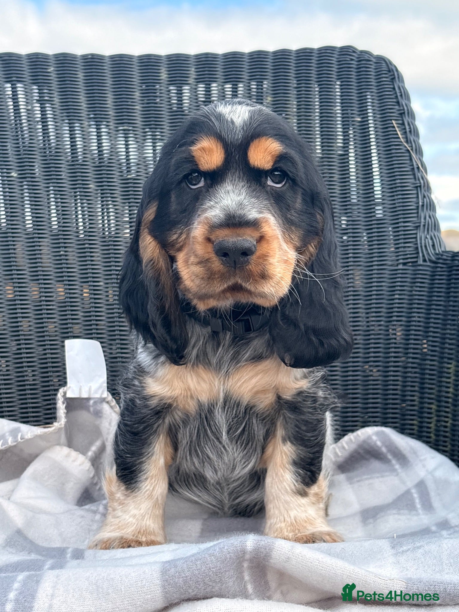 Cocker Spaniel dogs KC Registered Show type Cocker Spaniel DNA Tested - Advert 2