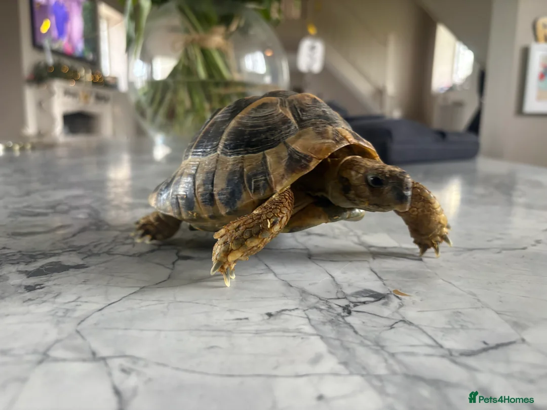 Tortoise reptiles for sale: 4.5 year old Hermanus tortoise - Advert 5