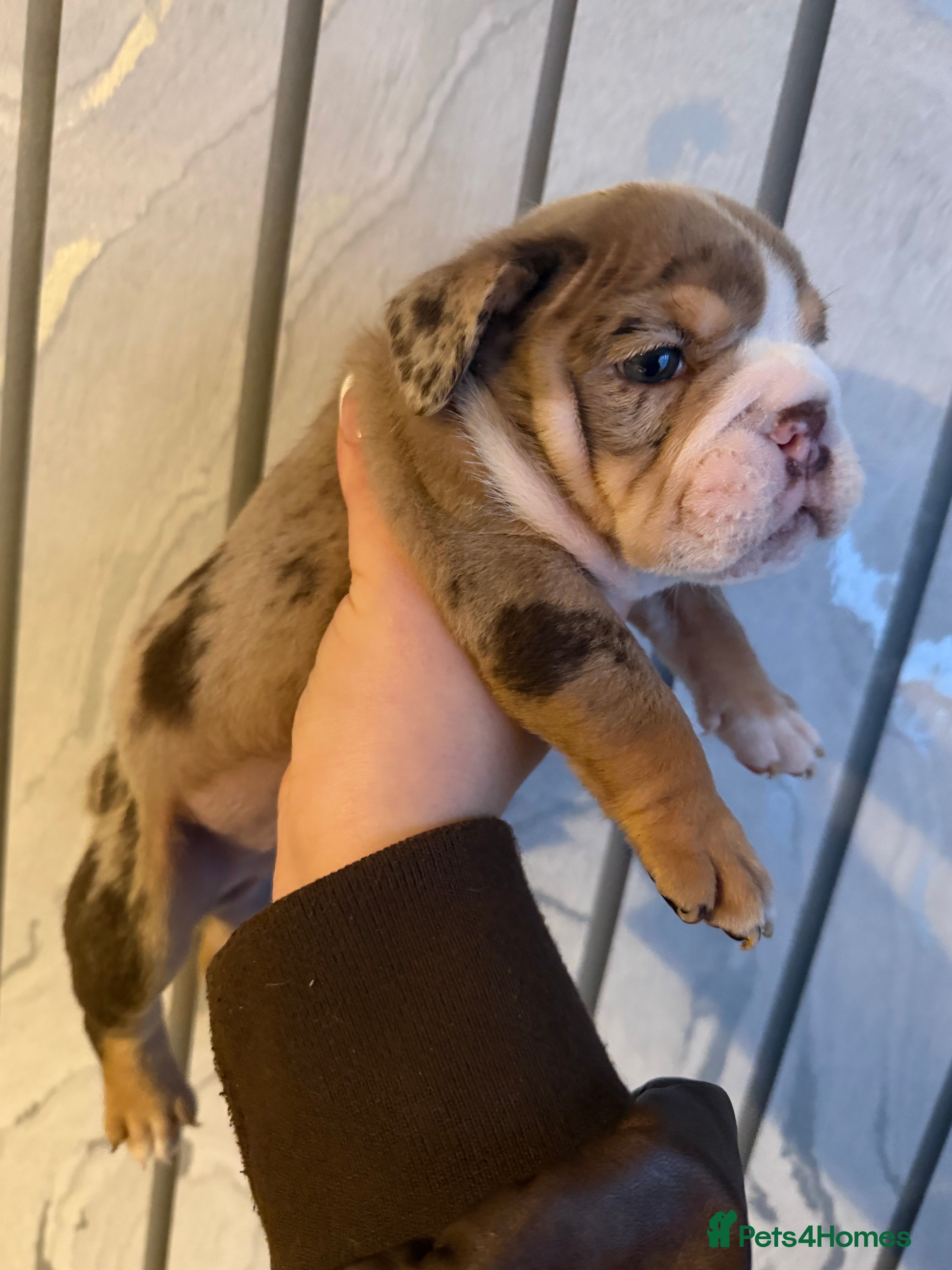 English Bulldog dogs ENGLISH BULLDOG PUPs FOR SALE🖤 - Advert 11