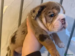 English Bulldog dogs ENGLISH BULLDOG PUPs FOR SALE🖤 - Advert 11