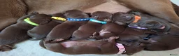 Labrador Retriever dogs for sale: Chocolate labrador retrievers  - Advert 10