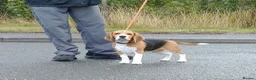 Beagle dogs for sale: Lovely Tri puppy  in Bude - Advert 7