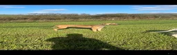 Mixed Breed dogs for sale: To beautiful boys ready for a new home in Skipton - Advert 2