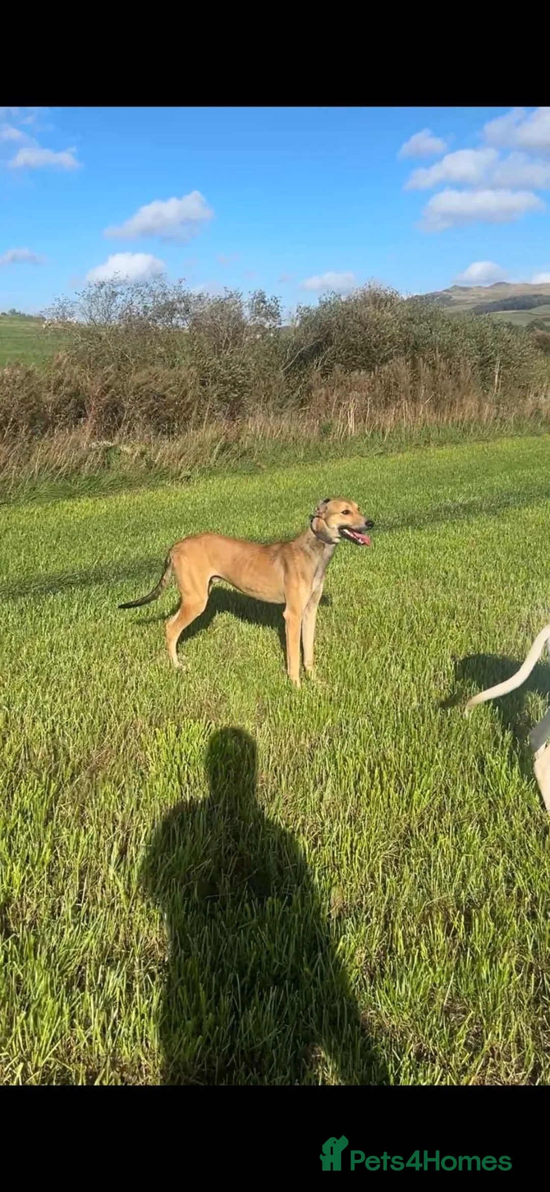 Mixed Breed dogs for sale: To beautiful boys ready for a new home in Skipton - Advert 2
